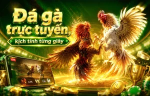 Sảnh đá gà tfasolutionsllc
